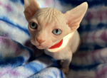 Red Collar - Sphynx Kitten For Sale - Miami, FL, US