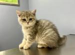 Chloe - British Shorthair Kitten For Sale - 