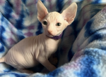 Purple collar - Sphynx Kitten For Sale - Miami, FL, US