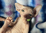 Green collar - Sphynx Kitten For Sale - 