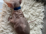 Blue collar - Sphynx Kitten For Sale - Miami, FL, US