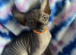 Orange Collar - Sphynx Kitten For Sale - 