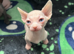 Black collar - Sphynx Kitten For Sale - 