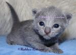 Russian Blue Christmas Kittens - Russian Blue Kitten For Sale - Springfield, OH, US