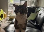 Saint Micheal - Domestic Cat For Adoption - Austin, TX, US