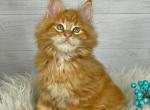 Huck - Maine Coon Kitten For Sale - 