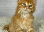 Hugo - Maine Coon Kitten For Sale - FL, US