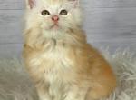 Huns - Maine Coon Kitten For Sale - FL, US