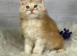 Harold - Maine Coon Kitten For Sale - FL, US