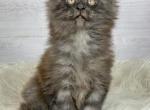 Hooligan - Maine Coon Kitten For Sale - FL, US