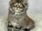 Hummy - Maine Coon Kitten For Sale - FL, US