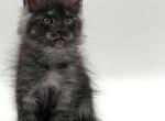 Merci - Maine Coon Kitten For Sale - FL, US