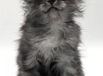 Mikki - Maine Coon Kitten For Sale - FL, US