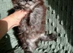 Scottish Straight Chocolate Litter - Scottish Straight Kitten For Sale - Miami, FL, US