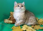 Unika - British Shorthair Kitten For Sale - Hollywood, FL, US