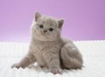 Waffle - British Shorthair Kitten For Sale - Hollywood, FL, US