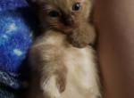 Jules - Siamese Kitten For Sale - Marshalltown, IA, US