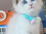 R045 - Ragdoll Kitten For Sale - Los Angeles, CA, US