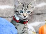 Abby contact please - Domestic Kitten For Sale - Kansas City, MO, US