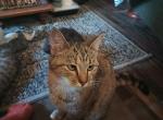 Lotus and Georgie Domestic Beauties - Domestic Kitten For Sale - New Bern, NC, US