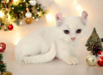 Archer - Munchkin Kitten For Sale - Joplin, MO, US