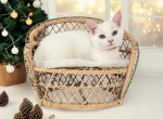 Selene - Munchkin Kitten For Sale - Joplin, MO, US