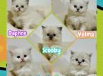 Scooby Doo Litter - Ragdoll Kitten For Sale - Homestead, FL, US