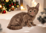 Ziva - Munchkin Kitten For Sale - Joplin, MO, US