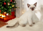 Neo - Munchkin Kitten For Sale - Joplin, MO, US