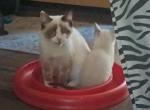 Ragdoll Hybrids from Craven Blues Hybrids - Ragdoll Kitten For Sale - 