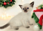 Zane - Munchkin Kitten For Sale - Joplin, MO, US