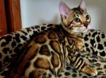 Bengal brown rosette kittens - Bengal Kitten For Sale - 