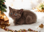 Squeaker - Munchkin Kitten For Sale - Joplin, MO, US