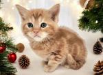 Sunny - Munchkin Kitten For Sale - Joplin, MO, US