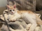 Muffin x Shy Guy - Maine Coon Kitten For Sale - Dalton, OH, US