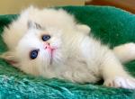 Elon Max - Ragdoll Kitten For Sale - 