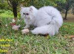 Scarlet Fall babies - Persian Kitten For Sale - Roanoke, VA, US