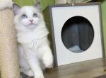 R026 - Ragdoll Kitten For Sale - 