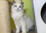 R026 - Ragdoll Kitten For Sale - Los Angeles, CA, US