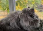 Doll faced Persian - Persian Kitten For Sale - Gurnee, IL, US