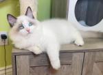 R040 - Ragdoll Kitten For Sale - 