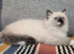 Sasha RESERVED - Siberian Kitten For Sale - Arnold, MO, US