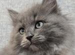 Luna - Siberian Kitten For Sale - Arnold, MO, US