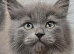 Milo - Siberian Kitten For Sale - Arnold, MO, US