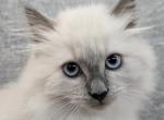 Polly - Siberian Kitten For Sale - Arnold, MO, US