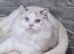 Charles - Ragdoll Kitten For Sale - 