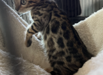 Male kitten - Bengal Kitten For Sale - San Diego, CA, US