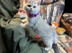 Toast - British Shorthair Kitten For Sale - 