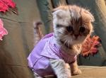 Coral - Scottish Fold Kitten For Sale - 