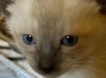 Little Siamese rascal's - Siamese Kitten For Sale - Moneta, VA, US